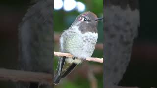 Have you seen an Anna’s Hummingbird? #birding #bird #birdwatching #hummingbird #nature #birdwatch