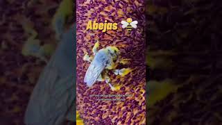 ABEJAS en PELIGRO DE EXTINCIÖN