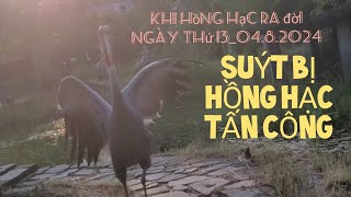 KHI HỒNG HẠC RA ĐỜI, NGÀY THỨ 13- 04.8.2024. SUÝT BỊ HỒNG HẠC TẤN CÔNG VÀ THĂM CHÚ HỒNG HẠC CON