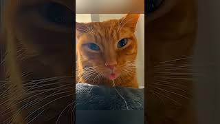 Funny cat 😆 part 14