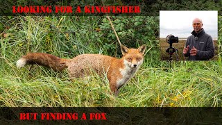 Fox and Kingfisher / Wildlife Photography