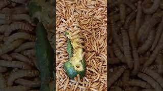 Mealworm Army vs Cucumber Timelapse (4K) #shorts #timelapse