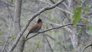 Striated laughing thrush