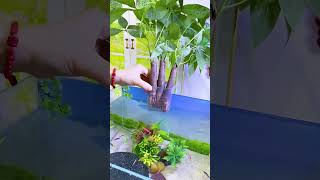 Cốc trồng cây thủy canh bể cá #thủycanh #aquariumplants #cacanh77 #fishtank