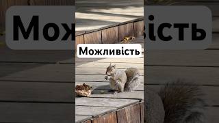 Як одна білка 🐿️ їла горішки