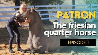 Patron: the friesian-quarter horse (Episode 1) When Horses Choose in the USA