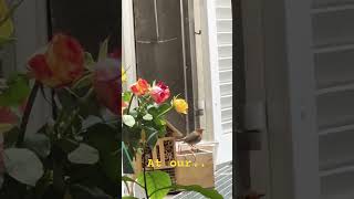 Redthroat Bird 🐦 visiting (Pyrrholaemus brunneus)