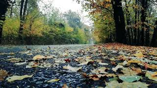 Rain asmr relaxing 🌧️ sound for good sleep 😴❤️#nature #rain #calm #rainsounds #sleepmusic #relaxing