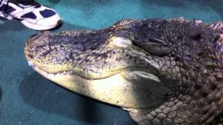 MUST SEE THIS - A tame Alligator - kids pet it! How can this be? - MuktiPoultryChannel