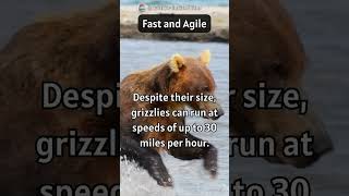 Speed and Stealth: Surprising Agility of Grizzly Bears Revealed! 🐻💨