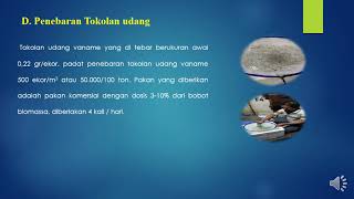 Pembesaran Udang Vaname Skala Rumah Tangga   Menggunakan Bak 100 Ton Dengan Sistem Aerasi Dasar