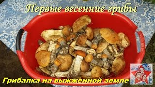 Грибалка на выжженной земле. Первые грибы. Тихая охота 2016. 05.06.2016