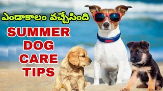 SUMMER TIPS FOR DOGS CARE | MUST WATCH | Taju logics