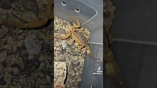 Leiurus quinquestriatus, Death stalker scorpion.