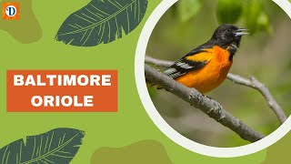 BALTIMORE ORIOLE