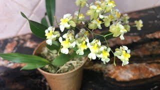 Маленький твинкль. Oncidium twinkle «Golden dust #2». Малыши инопланетяне или танцующие куколки.