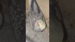 #cocktail #uniquecollection #shortvideo#viralvideo #birds #birdslover #ternding #youtubeshorts