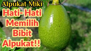 Review Alpukat Miki Berbuah Lebat