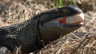 Monitor Plunders Alligator Nest 02