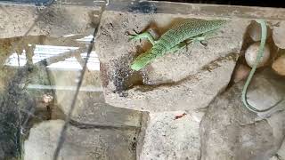 Lizards of South Africa