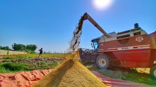 Hybrid Rice harvest|LP2 in Pakistan|#viralvideo #farming #riceharvesting