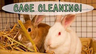 Rabbit Weekly Cage Cleaning Routine | Bunny Basics