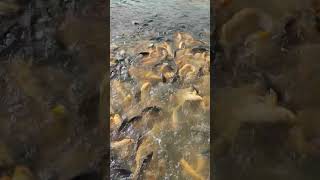 Fish Feeding in Farm Ponds #fishing #04