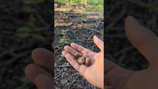 ACORN PRODUCTION DISCUSSION #forest #trees #fall