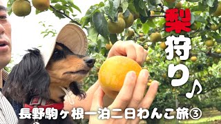 【犬連れ長野駒ヶ根旅行観光編】愛犬と梨狩り🍐早太郎伝説の光前寺 マルダイ大場農園 一泊二日避暑旅③旅するペットショップの売れ残りと元保護犬