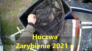 Huczwa , Zarybienie 2021 r.