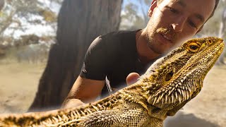 Catching A WILD BEARDED DRAGON