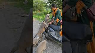 Languriya zoom channa eating favorite