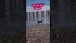 تعرف على كلب الصلصال 🐕  🐶 🦮