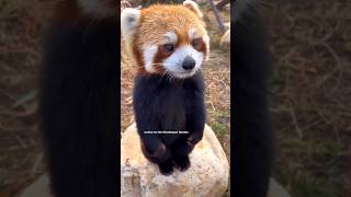 Red Panda Interested Facts #redpanda #panda #animals #wildanimals #facts