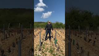 Construction the Burgundian Vignoble: Heavy Machinery (Part 2 of 3)