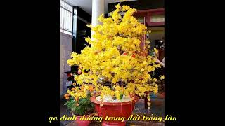 Phân Bón Trung Vi Lượng Dinh Dưỡng Cho Cây Trồng-Phân Bón Đầu Trâu TVL Hạt Tím