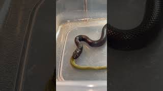 KING SNAKE vs KOMODO ISLAND PIT VIPER #snake #ytshorts #kingcobra