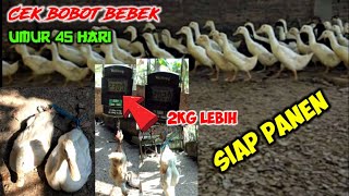 Bebek umur 45 hari siap panen