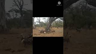 attack deer 🦌 to leopard 🐆 wild dog and other animals