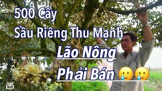 Bán gấp tổng 3 ha sầu riêng thu chính nhà cửa điện 3 fa mặt đường bê tông