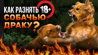 Как разнять собачью драку 18+