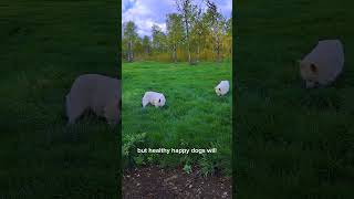 Morgan horses and White Swiss Shepherds out enjoying the spring grass!