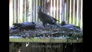 Freedom For Five Eaglets