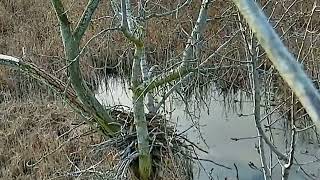 INWR- Northern Shrike appears at nest