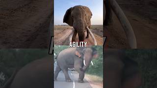 African Elephant VS Asian Elephant