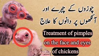 Chozon k chehre aur aankhon par dano ka ilaj | Treatment of pimples on the face and eyes of chicks