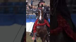 Roses, anyone? 🌹#saddleseat #saddlebred #champion #horse #equestrian #equitation #hackney #finals