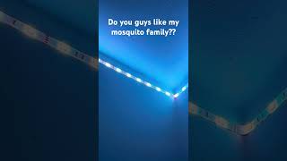 Do you guys like my mosquito family??? #relatable #funny