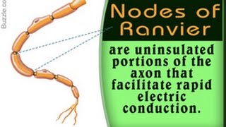 Nodes of Ranvier Location and Function With Labeled Diagram