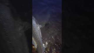 Releasing a 33 pound striped bass